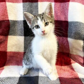 Gladiator -  Domestic Short Hair Cat Available for Adoption in Mt. Juliet, Tennessee - Gladiator | PetCurious