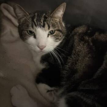Bingham -  Domestic Short Hair Cat for Adoption in Blairsville, Georgia - Bingham | PetCurious