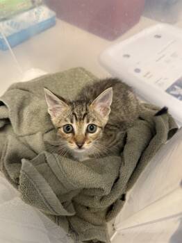 Rescue Domestic Short Hair Cats for Adoption in San Jose, California - ROCKY | PetCurious