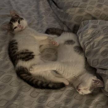 Anna -  Domestic Short Hair Cat for Adoption in York, Pennsylvania - Anna | PetCurious