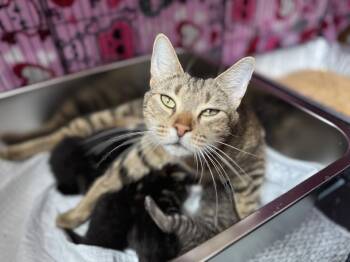 Domestic Short Hair Cats Available for Adoption in Fort Collins, Colorado - Princess Donut | PetCurious