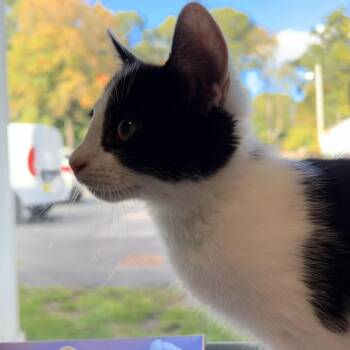 Jove -  Domestic Short Hair Cat for Adoption in North Haven, Connecticut - Jove | PetCurious