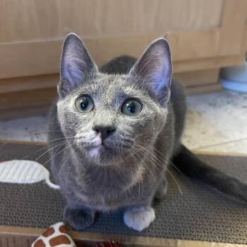Bubbles C71216 -  Domestic Short Hair Cat for Adoption in Minnetonka, Minnesota - Bubbles C71216 | PetCurious