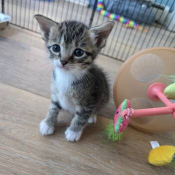 Domestic Short Hair and Tabby Cats Available for Adoption - Knox | PetCurious