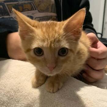 Waffles -  Domestic Short Hair Cat for Adoption in Laurel, Mississippi - Waffles | PetCurious