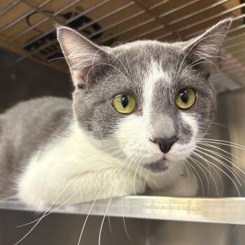 Domestic Short Hair Cats Available for Adoption in Springfield, Illinois - Peanut | PetCurious