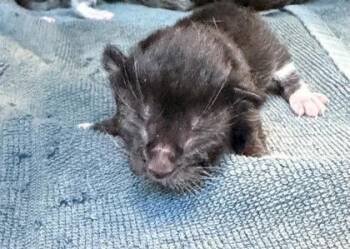 Domestic Short Hair Cats Available for Adoption - 60684268 | PetCurious