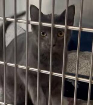 Rescue Domestic Short Hair Cats for Adoption in Bloomsdale, Missouri - Barley | PetCurious