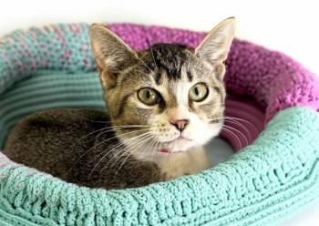 CATHY -  Domestic Short Hair Cat for Adoption in Fort Lauderdale, Florida - CATHY | PetCurious