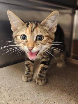 GEORGIA -  Domestic Short Hair Cat for Adoption in Hagerstown, Maryland - GEORGIA | PetCurious
