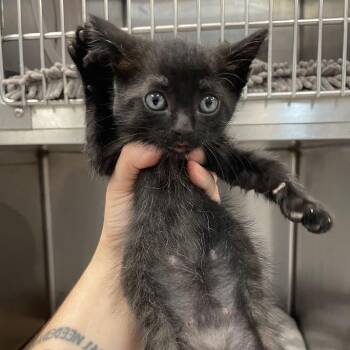 Rubble -  Domestic Short Hair Cat for Adoption in Port Charlotte, Florida - Rubble | PetCurious
