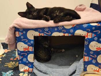 Alfie -  Domestic Short Hair Cat for Adoption in Breinigsville, Pennsylvania - Alfie | PetCurious