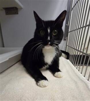 PEDRO -  Domestic Short Hair Cat for Adoption in Camarillo, California - PEDRO | PetCurious
