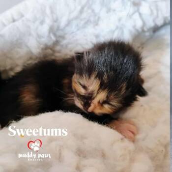 Rescue Domestic Short Hair Cats for Adoption in Council Bluffs, Iowa - Muppet Babies: Sweetums | PetCurious