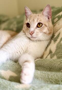 American Shorthair Cats Available for Adoption in San Anselmo, California - Garfield | PetCurious