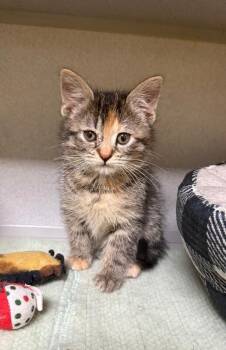 Nutmeg -  Domestic Short Hair Cat Available for Adoption in Osseo, Michigan - Nutmeg | PetCurious