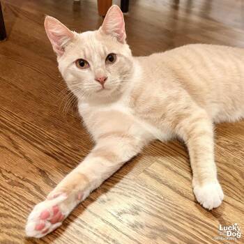 Domestic Short Hair Cats Available for Adoption - Yoyo | PetCurious