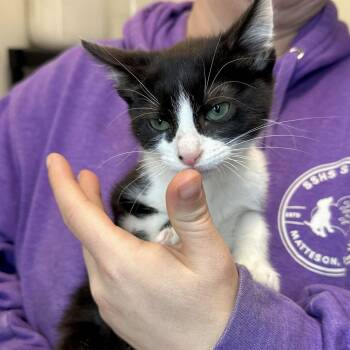 Menace -  Domestic Short Hair Cat for Adoption in Matteson, Illinois - Menace | PetCurious