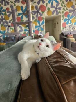 Rescue Domestic Short Hair Cats for Adoption in Tucson, Arizona - Chanel | PetCurious