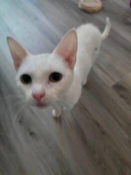 Lollie -  British Shorthair Cat for Adoption in Shawnee, Oklahoma - Lollie | PetCurious