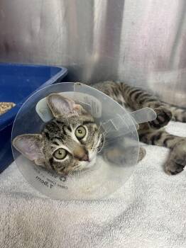 Aspen -  Domestic Short Hair Cat for Adoption in Marietta, Georgia - Aspen | PetCurious