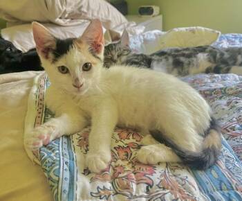 Annelise -  Calico Cat for Adoption - Annelise | PetCurious