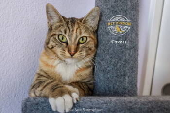Rescue Domestic Short Hair Cats for Adoption in Riverside, California - Fawkes | PetCurious