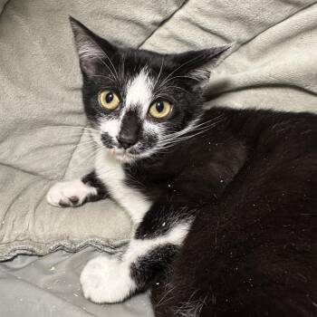Naranja -  Domestic Short Hair Cat for Adoption in Los Angeles, California - Naranja | PetCurious