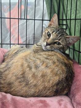 Faputa 3910 -  Domestic Short Hair Cat for Adoption in Dallas, Texas - Faputa 3910 | PetCurious