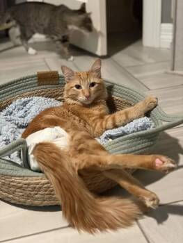 Domestic Long Hair and Tabby Cats Available for Adoption - Orion | PetCurious