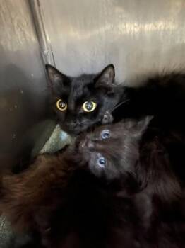 Rescue Domestic Medium Hair Cats for Adoption in Athens, Georgia - Altaria | PetCurious