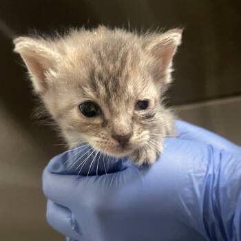 Ann -  Domestic Short Hair Cat for Adoption in Lynchburg, Virginia - Ann | PetCurious