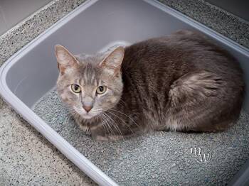 ROCKY -  Domestic Short Hair Cat for Adoption in Omaha, Nebraska - ROCKY | PetCurious
