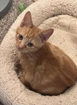Archie -  Domestic Short Hair and Tabby Cat for Adoption in Sandy Springs, Georgia - Archie | PetCurious