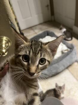 Meep -  American Shorthair Cat for Adoption in Tampa, Florida - Meep | PetCurious