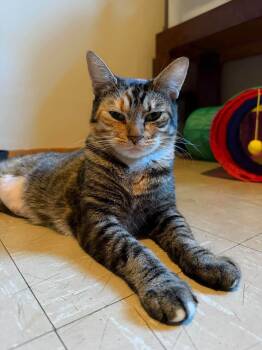 Clementine -  Domestic Short Hair Cat for Adoption in Enfield, Connecticut - Clementine | PetCurious