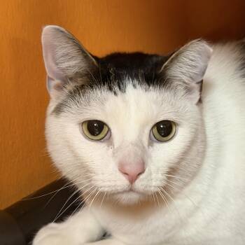 Leo -  Domestic Short Hair Cat for Adoption in Elyria, Ohio - Leo | PetCurious