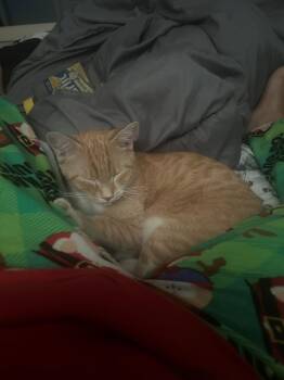 Tabby and Domestic Short Hair Cats Available for Adoption in Phoenix, Arizona - Asad | PetCurious