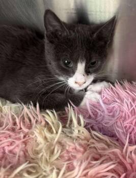 Rescue Domestic Short Hair Cats for Adoption in Annapolis, Maryland - Gigan | PetCurious
