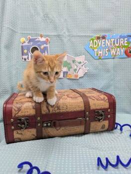 Mustard -  Domestic Short Hair Cat for Adoption in Raleigh, North Carolina - Mustard | PetCurious