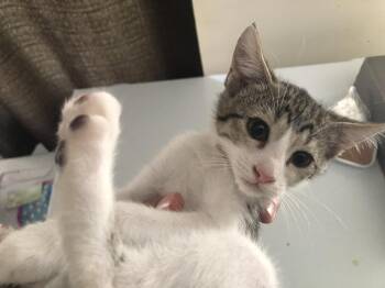 Marie -  Domestic Short Hair Cat for Adoption in Emporia, Kansas - Marie | PetCurious
