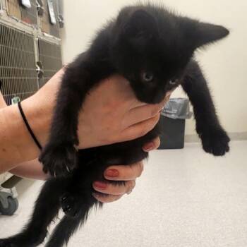 Domestic Short Hair Cats Available for Adoption - Red | PetCurious
