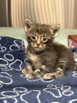 TAPIOCA -  Domestic Short Hair Cat for Adoption in Baytown, Texas - TAPIOCA | PetCurious