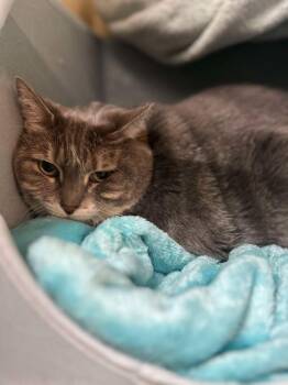 Domestic Medium Hair Cats Available for Adoption - Waffles | PetCurious