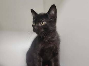 Domestic Short Hair Cats Available for Adoption in Delson, Quebec - YVON | PetCurious
