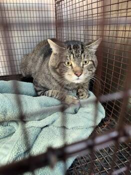 Gatito -  Domestic Short Hair Cat for Adoption in Austin, Texas - Gatito | PetCurious