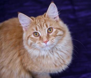 Domestic Long Hair and Tabby Cats Available for Adoption - Lemon | PetCurious
