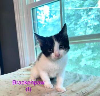 Rescue Domestic Short Hair Cats for Adoption in Clarksville, Tennessee - Brackenpaw SKS | PetCurious