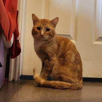 Domestic Short Hair Cats Available for Adoption in Las Vegas, Nevada - Mandalay | PetCurious