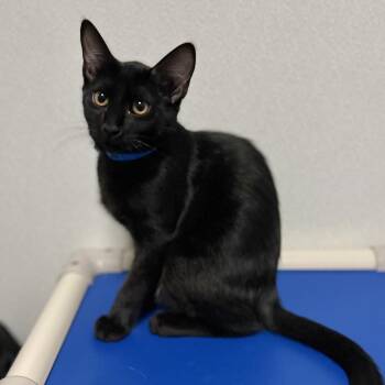 Domestic Short Hair Cats Available for Adoption in Westhampton, New York - Cecil | PetCurious